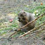 Freie Tiere auch im Zoo Schönbrunn word-image-3091-2